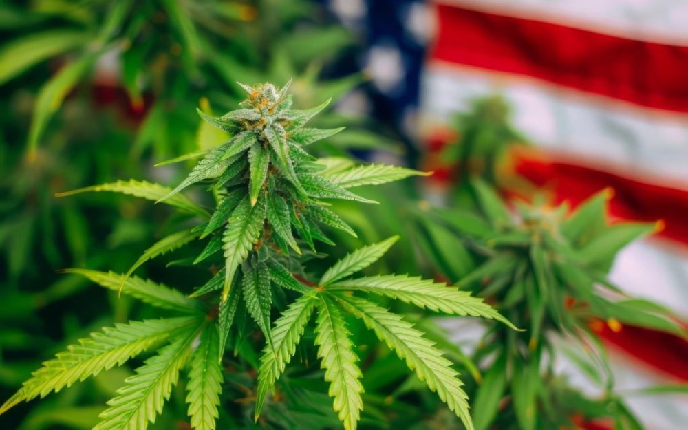 trump-admin-sabotage-cannabis-reclassification.jpg