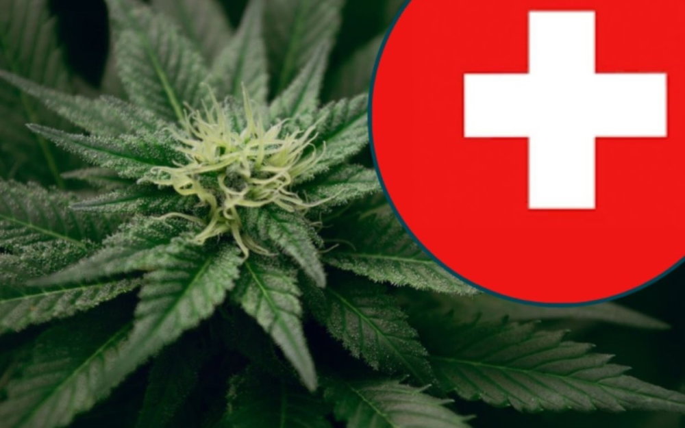 zurich-cannabis-experiment.jpg