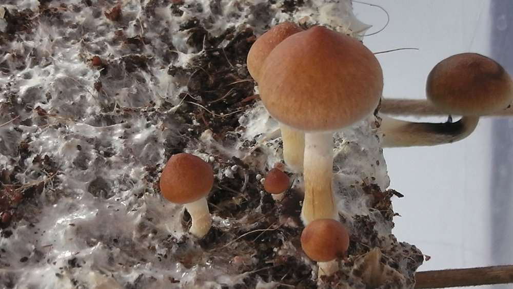S1440004.JPG