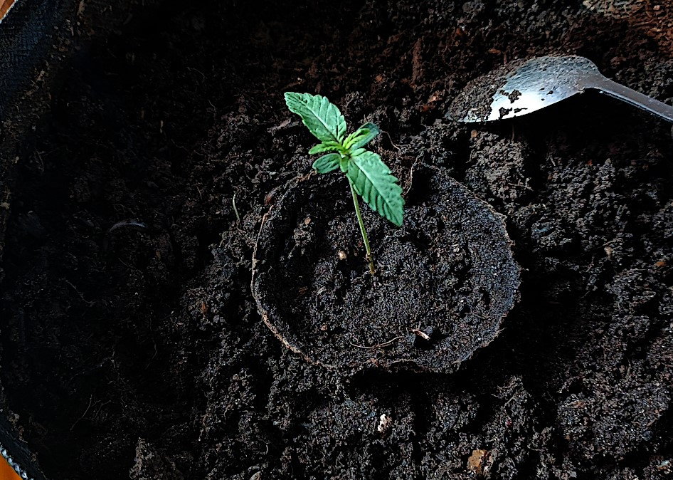 glass-in-growbag.jpg.39953fce982515a6fb5582e2b111bd37.jpg