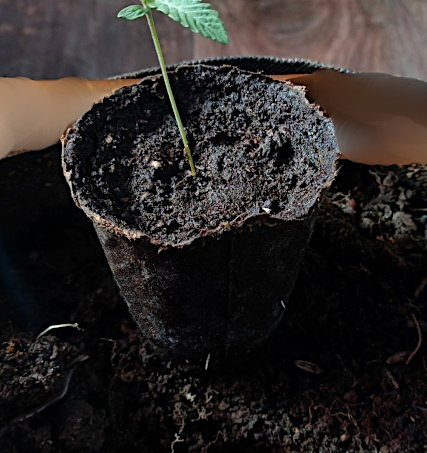 roots-through.jpg.c58e16a29e4caf23f929232ec10469fe.jpg