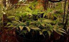 bushy