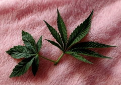 sativa-indica