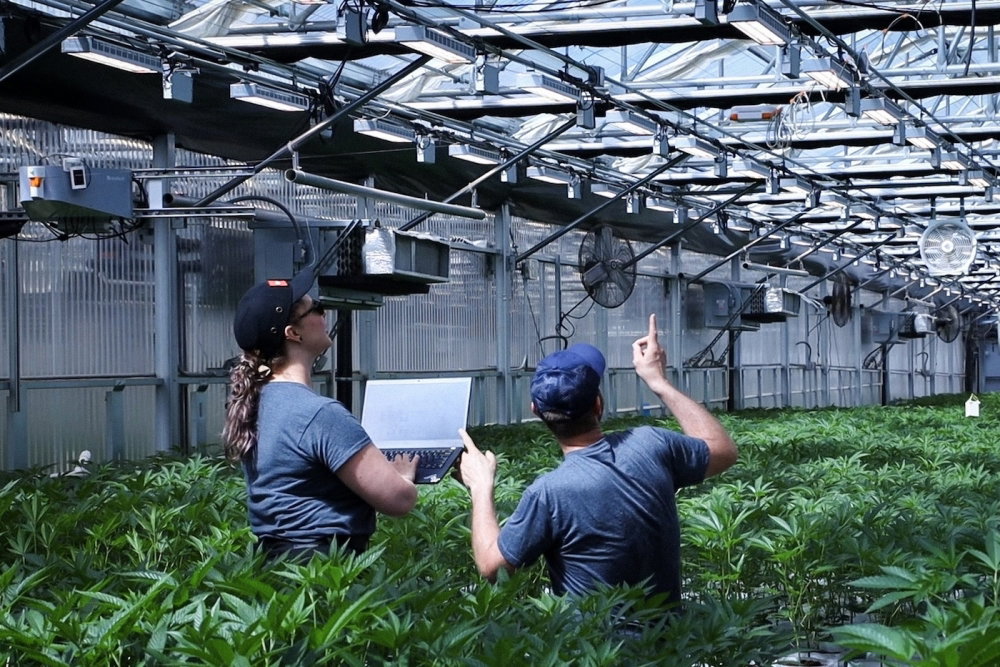 Neatleaf-Spyder-in-Cultivation-Environment.jpg