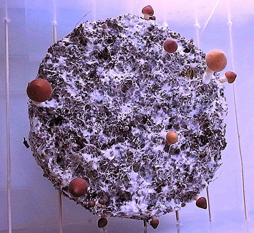 S1510008.JPG