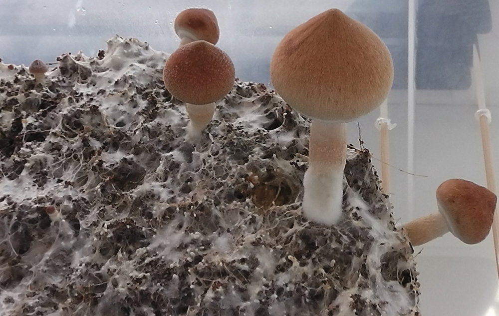 S1510011.JPG