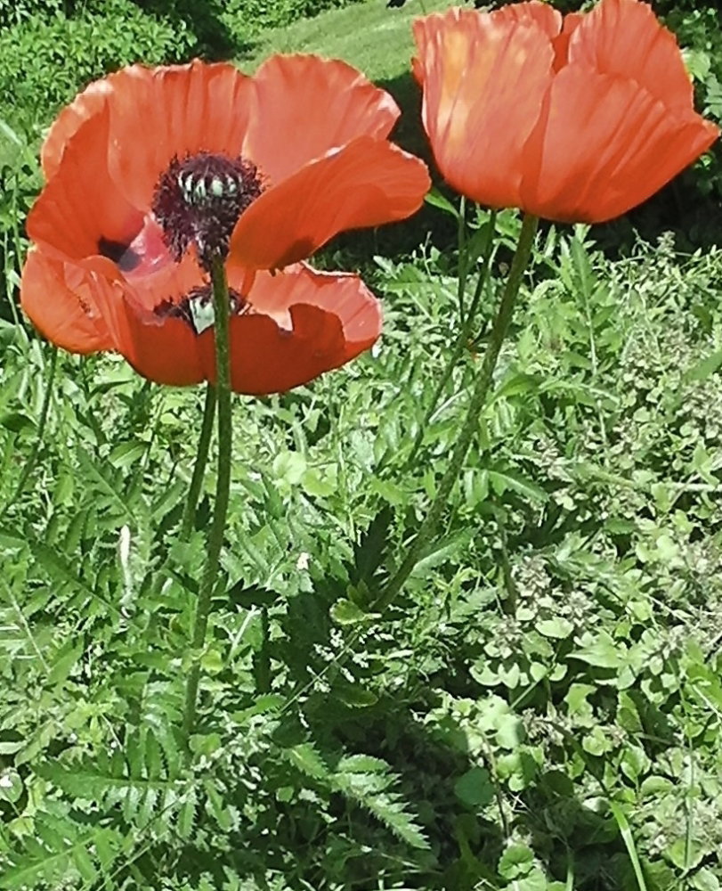 S1520002.JPG