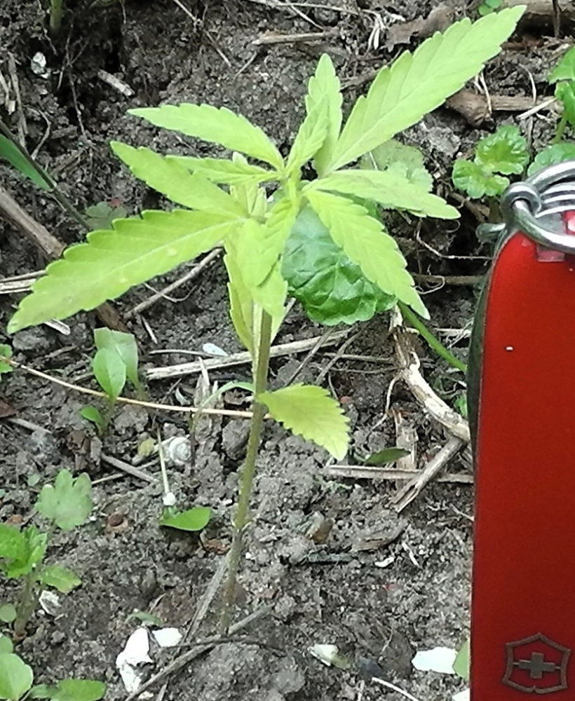 S1530002.JPG