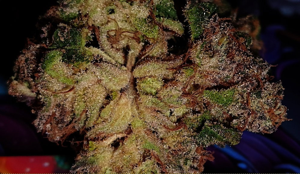 half-bud.thumb.jpg.cefb27f3fc4234d9615fbce642c4b8b9.jpg