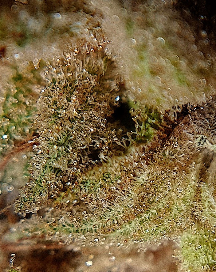 pm-trichomes.jpg.cb13a5ba81e163ea29d369cbd1a98be6.jpg