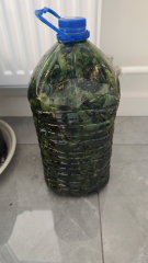 крапивный чай