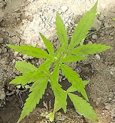 S1530001.JPG