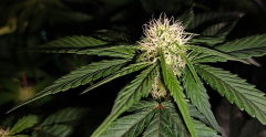 super dense bud