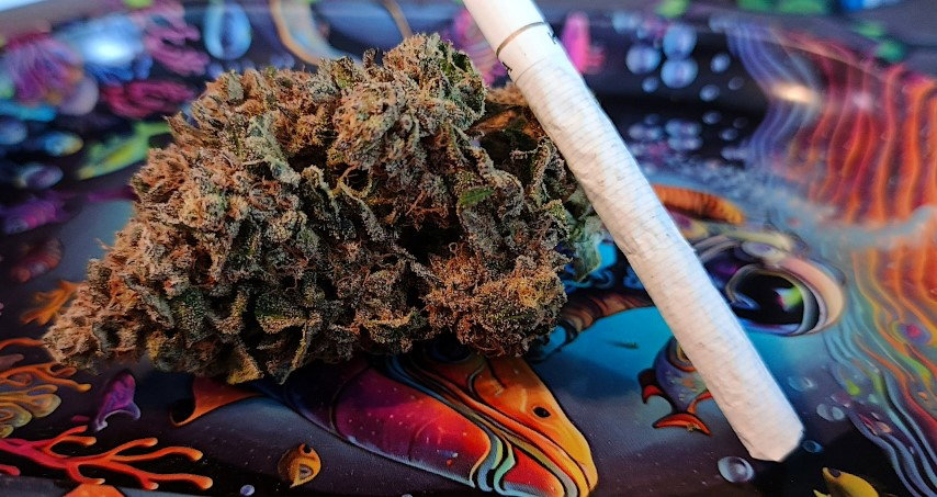 bud.jpg.0f173a765a14813d13962ecceda83fdc.jpg