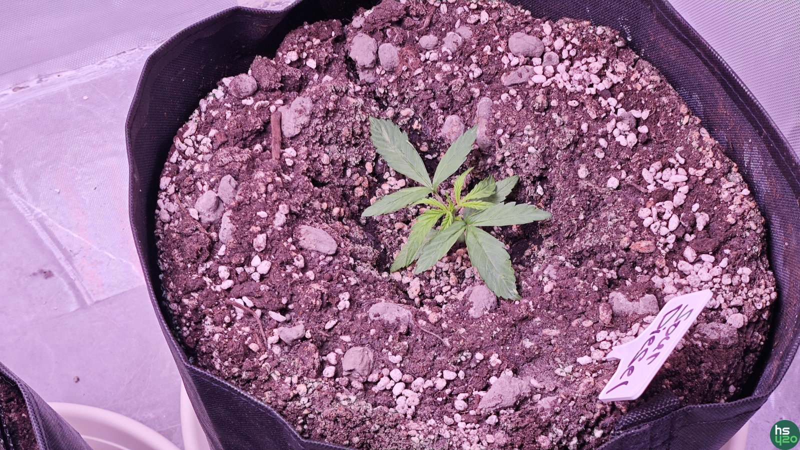 Sour Diesel