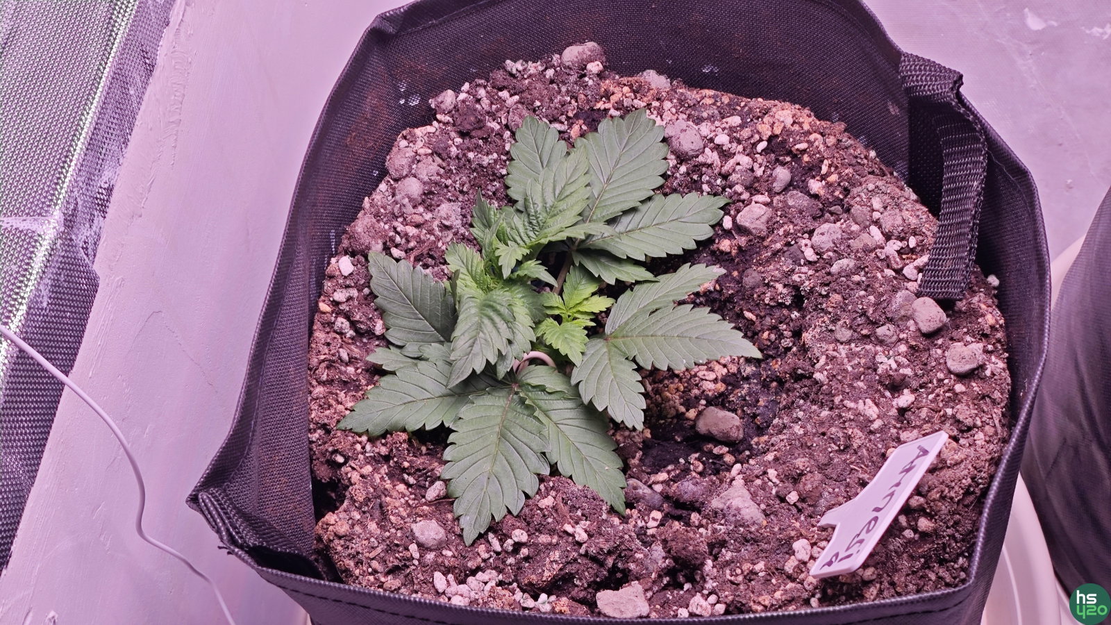 Amnesia Platinum