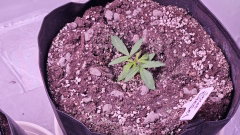 Sour Diesel