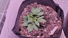 Amnesia Platinum