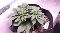 Amnesia Platinum