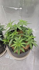 Sour Diesel