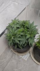 Amnesia Platinum
