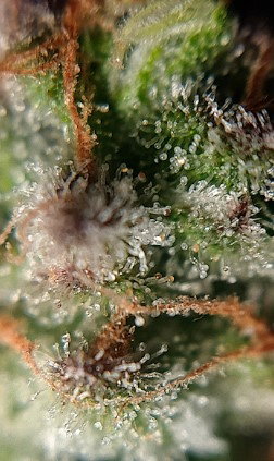 trich.jpg.e2123be344d72455164ca45b03966998.jpg