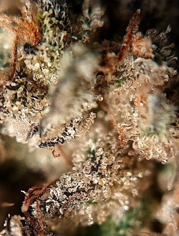 trich.jpg.e5f17ccb5517e7e89a69cbee5ab95739.jpg
