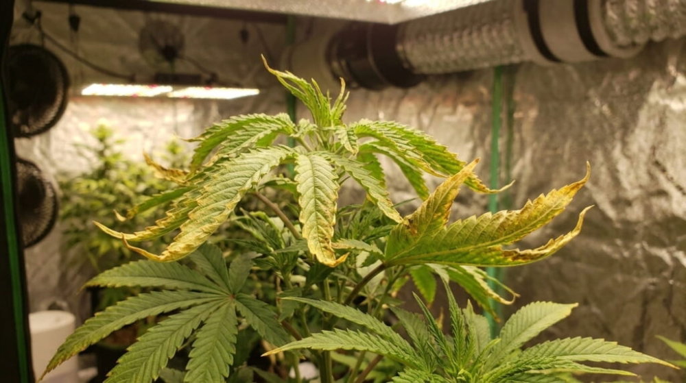 heat_stress_on_cannabis_plant_202605181427-1024x572.thumb.jpg.b190a7fb609841a63d95f63a24a8327e.jpg