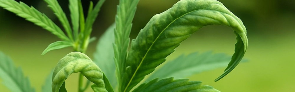hojas.enrolladas.cannabis2jpg_1600x500.thumb.jpg.61912fa084e2a97f2cda900bb81c99b2.jpg