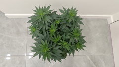 Amnesia Platinum