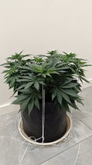 Amnesia Platinum
