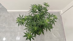 Sour Diesel