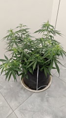 Sour Diesel
