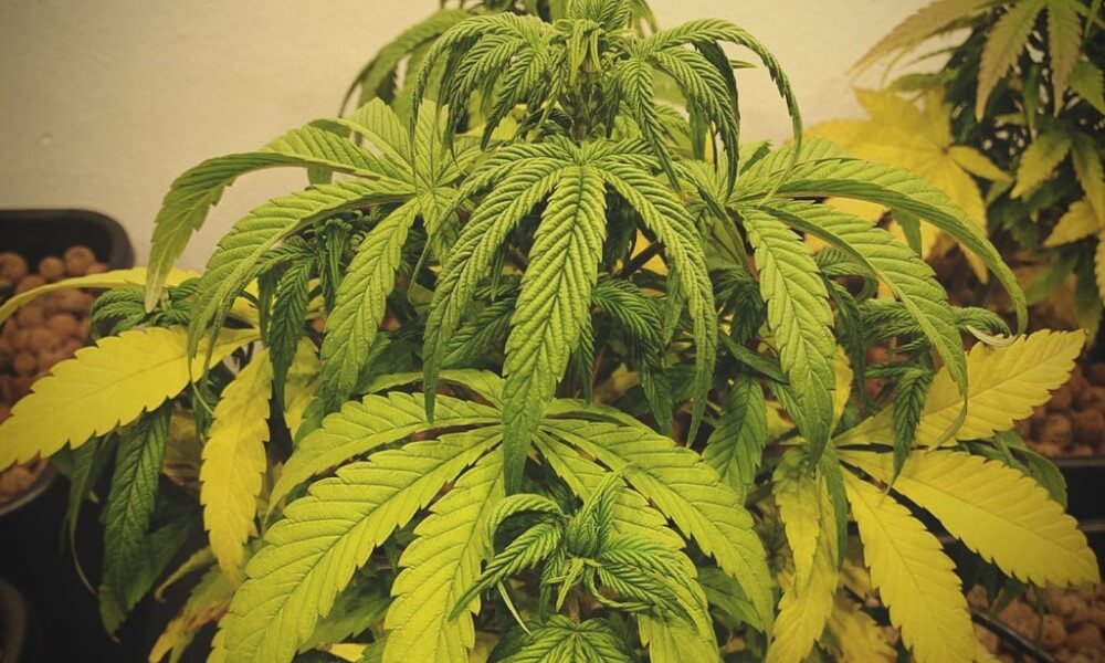 Weed-Nitrogen-Deficiency.jpg.68d1c549aa7201081b2f8b0f01aa1b19.jpg