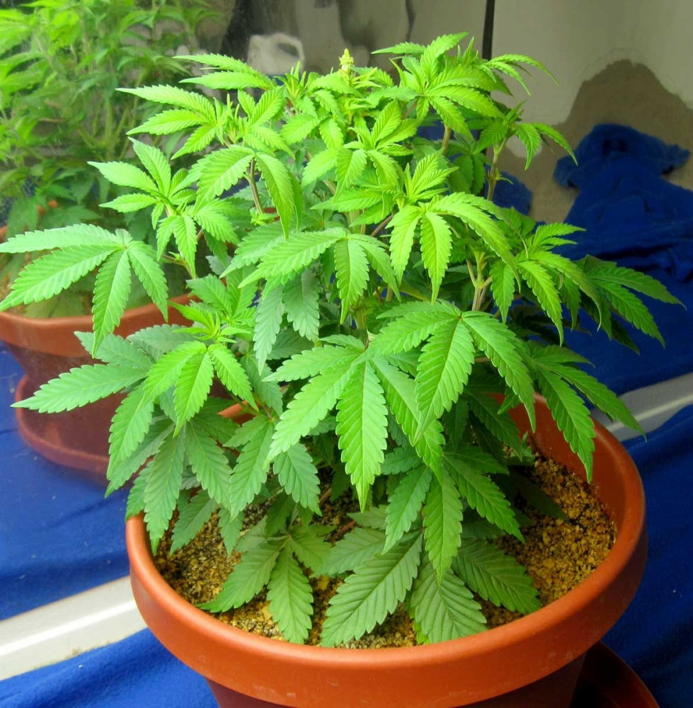 almost-nitrogen-deficiency-too-pale.thumb.jpg.affd082729db639e486b2ece75e9dc81.jpg