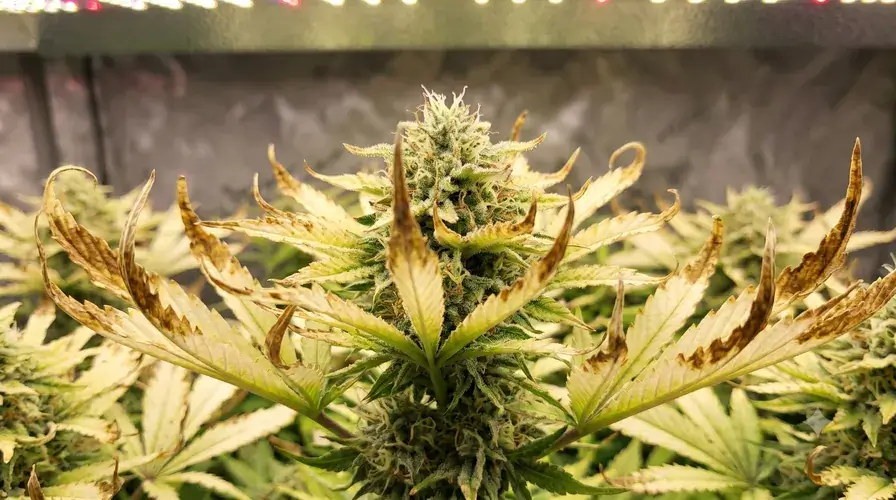 cannabis-light-burn-2.webp.a5ef363f2e9d4e629e0aab07f088d826.webp