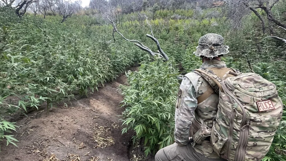 marijuana-at-sequoia-national-park.webp