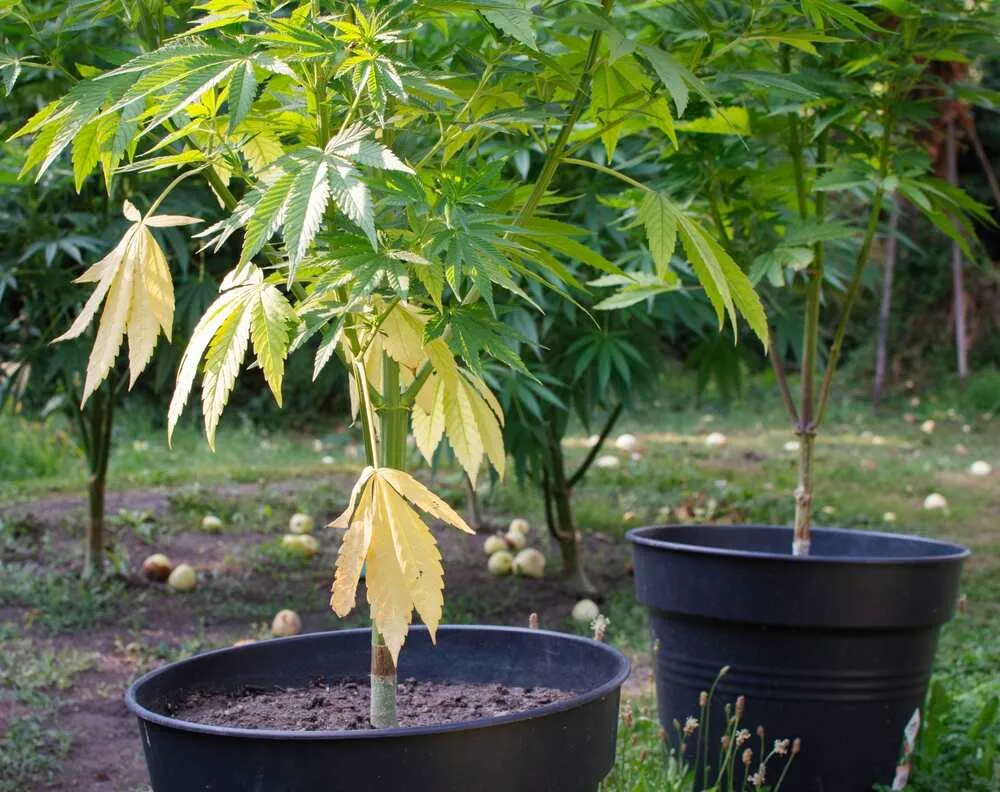 underwatered-cannabis-plant-with-yellow-leaves.webp.ad607858abca645a1bacd764fe751032.webp