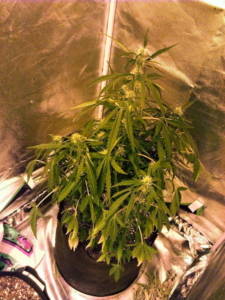 underwatered-wilting-droopy-cannabis.thumb.jpg.d904a46ced9e1df31129cc6930262bdf.jpg