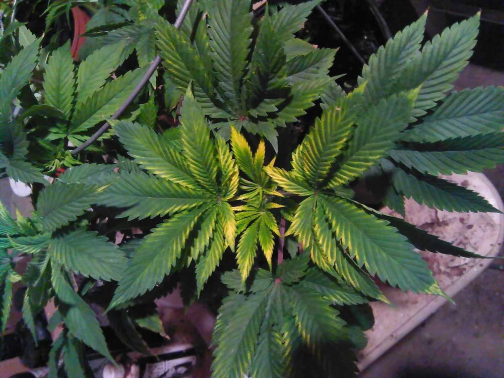 yellow-leaf-edges-cannabis-margins-symptoms-caused-by-light-burn.thumb.jpg.397b82dd7d68e4fd2a8ac7af78f8cd86.jpg