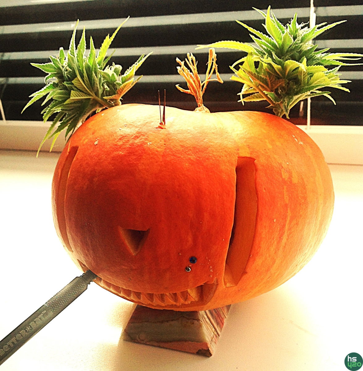 WEED "ЭКСКЛЮЗИВ"