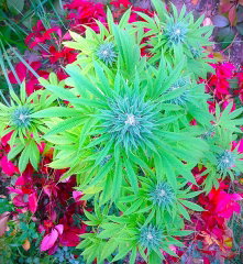 Blue dream "Zernoff"