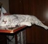 Котофеич