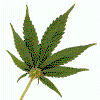 yurasol32