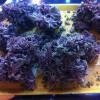 Weed