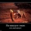 Мангуст