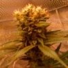 afghankush