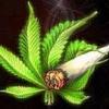 DrugSp