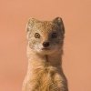 ricky_ticky