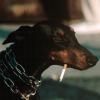 CrimeDogMaMen